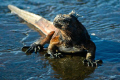   This marine iguana Galapagos Islands camera shy. What pose shy  